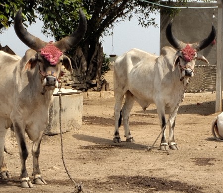 ગોઢલા વેચવાના છે