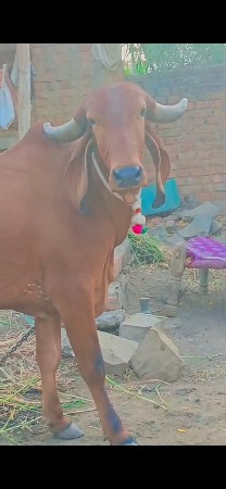 પેલુ વેતર ઓડકી આપવાની છે