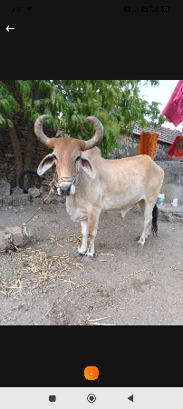 બળદ વેચવાના છે