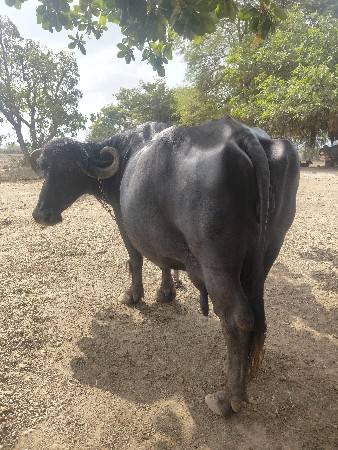 ભેંસ વેચવાની છે
