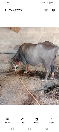 ભેશ વેચવાની છે 8 મો મહિનો પુરો