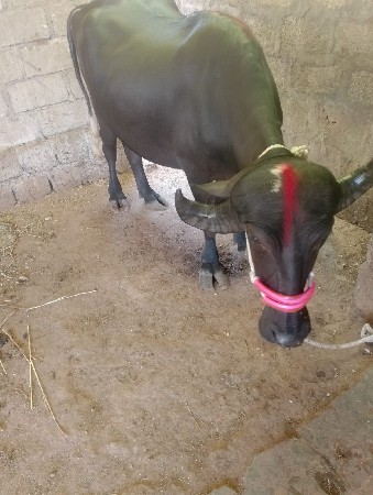 પેલા નેત્રની સે
