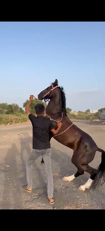 ઘોડો વેચવાનો છે