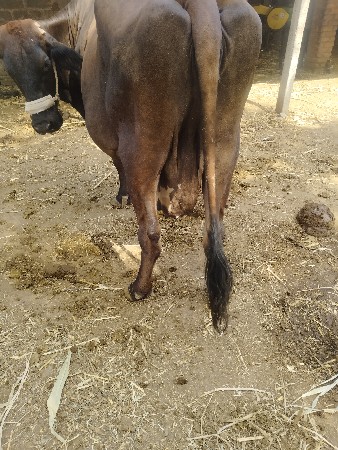 4વેતર છે