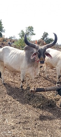 bardh vechava na chee