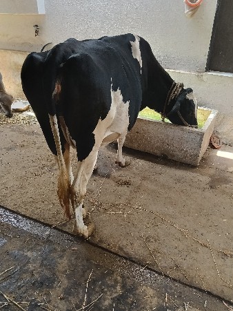 વેસવાની