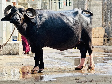 ભગરી ભેંસ વેચવાની છે