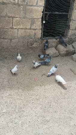 kabutr lot