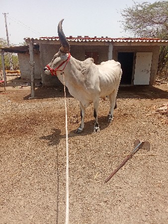 બરધ વેચવાનો 1 વાવની હાંકે છે