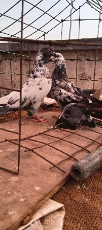 પોરબંદર જિલ્લો