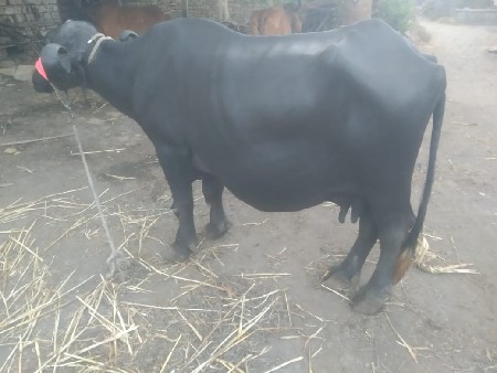 ભેંસ વેચવાની છે
