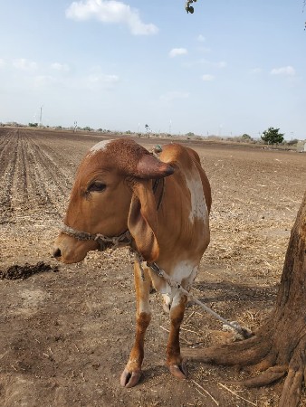 વાછડી વેચવાની છે