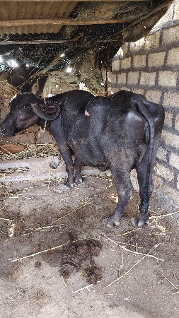 ભેંસ વેચવાની છે