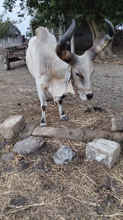 2 dhar