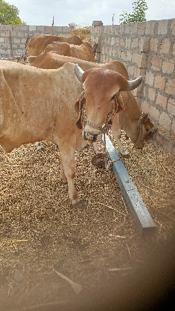 બળદ વેચવાના છે