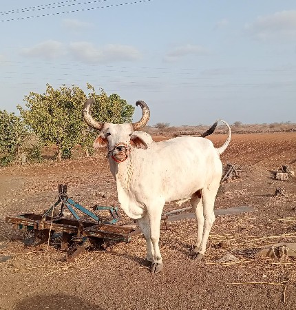 બળદ વેચવાનો છે