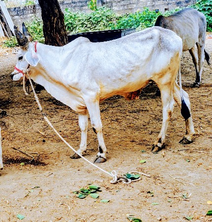 ગોધલા ની જોડ કરવાની