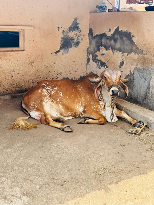 ગીર ગાય