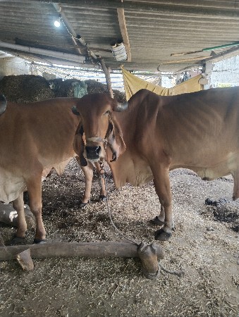1.5 મહિના ગાભણ સે