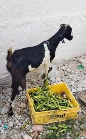 પતિરી બકરી દેવા ની છે