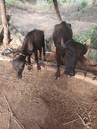 2.5. વરસની પાડી 1 વરસનો પાડો