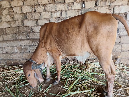 વેચવાની છે