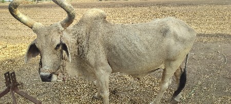 બળદ વેચવા નો સે