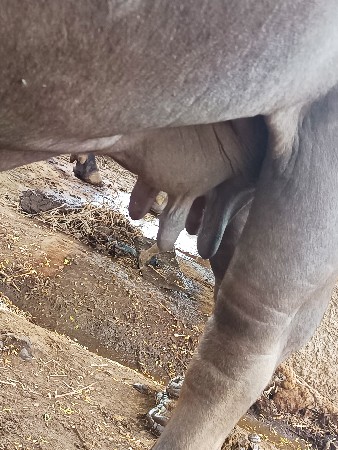 ભેંશ વેચવાની છે