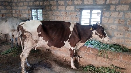 3 વેતર માં સે