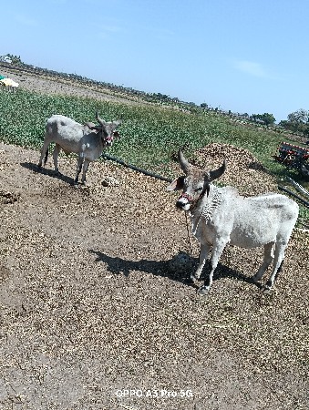 godla veshvana se