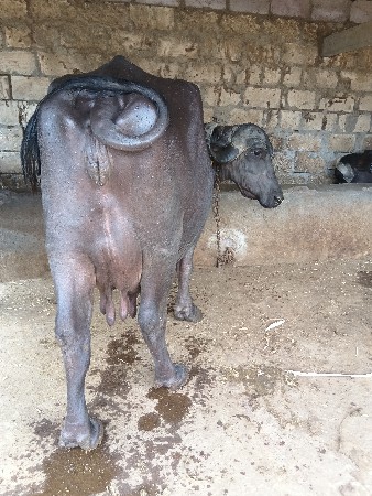 આ ભેંસ વેચવાની છે તાજીયા ગયેલી છે