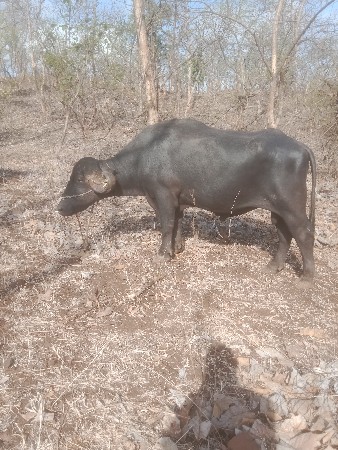 પાડોત્રીજાદાતે