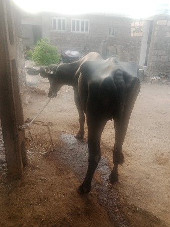 ઓરીજનલ દેશી ખડાયેલી છે વેચવાની