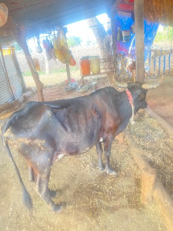 આ ગાય વેચવાની છે ક્રોસ છે