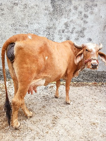 ગાય વેચવાની