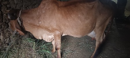 ગાય વેચવાની છે