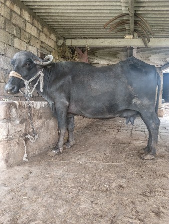 ભેંશ વેચવાની છે