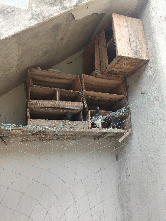 કબૂતર વેચવાના છે
