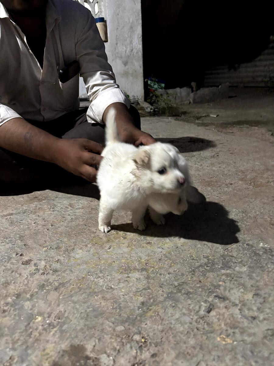 બે મેલ ને ફિમેલ