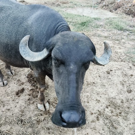 ભેસ વેચવાની છે