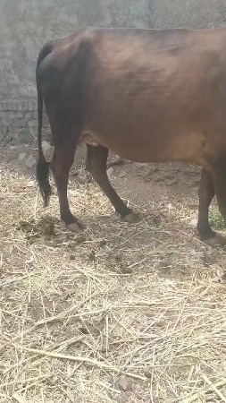 કાળીજર્સી20દિવસનીકાચીમો 9726889878