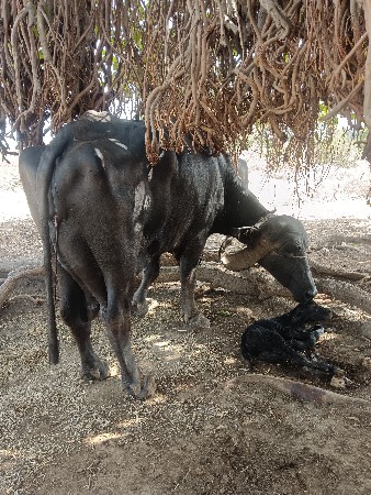vechavani