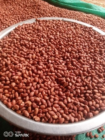 G 22. નંબર. માડવિ