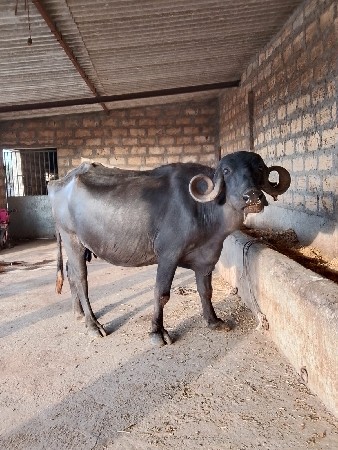 ખળેલી વેચવાની છે