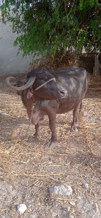 ભેંસ વેચવાની છે
