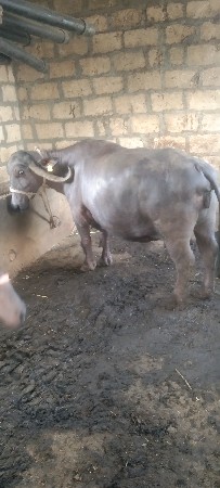 7મહીના ગાભણ છે