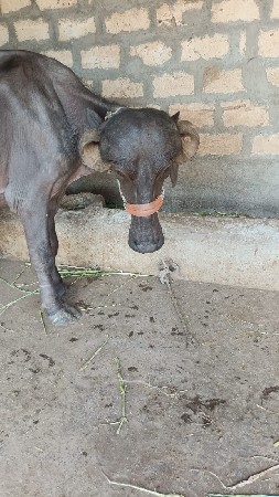 ખળેલુ વેચવાનુ છે