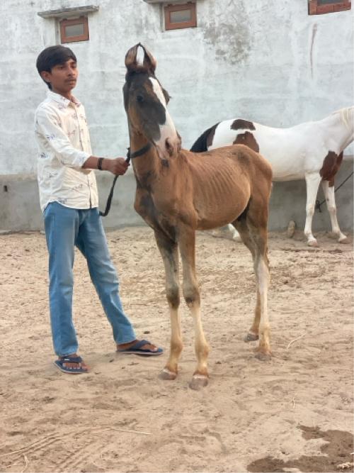 Vachero se
