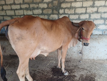 ગાય વેચવાની છે