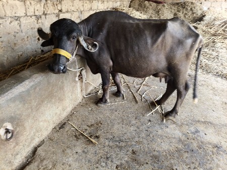 પાંચ પાંચ 5લીટર દૂધ મહિના દિવસ